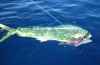 Small dolphinfish